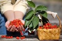 5月18日至6月16日，“櫻桃之約”邀你共赴！